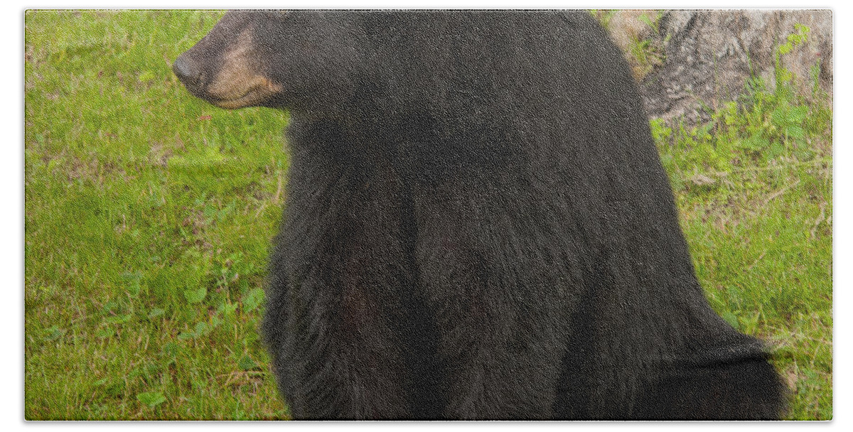 Bears Bath Towel featuring the photograph Female Black Bear by Brenda Jacobs