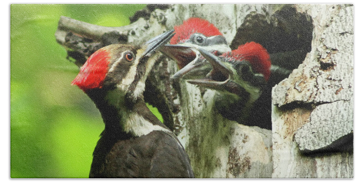 Pileated Hand Towel featuring the photograph Female Pileated Woodpecker at nest by Mircea Costina Photography