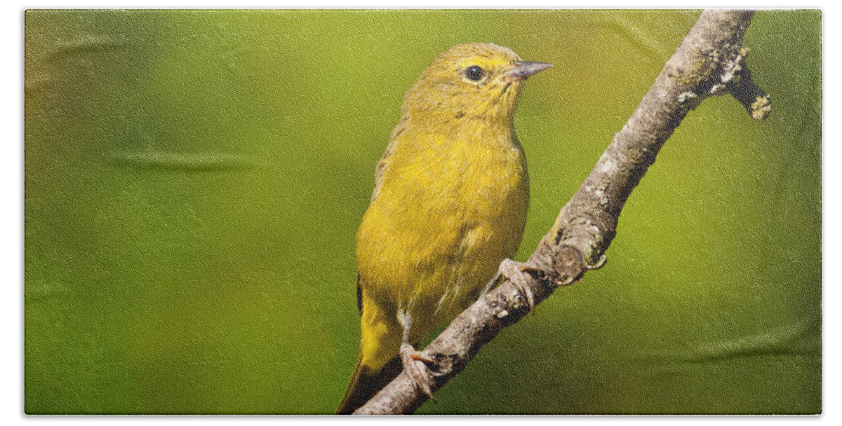 Animal Bath Towel featuring the photograph Female Yellow Warbler by Jeff Goulden