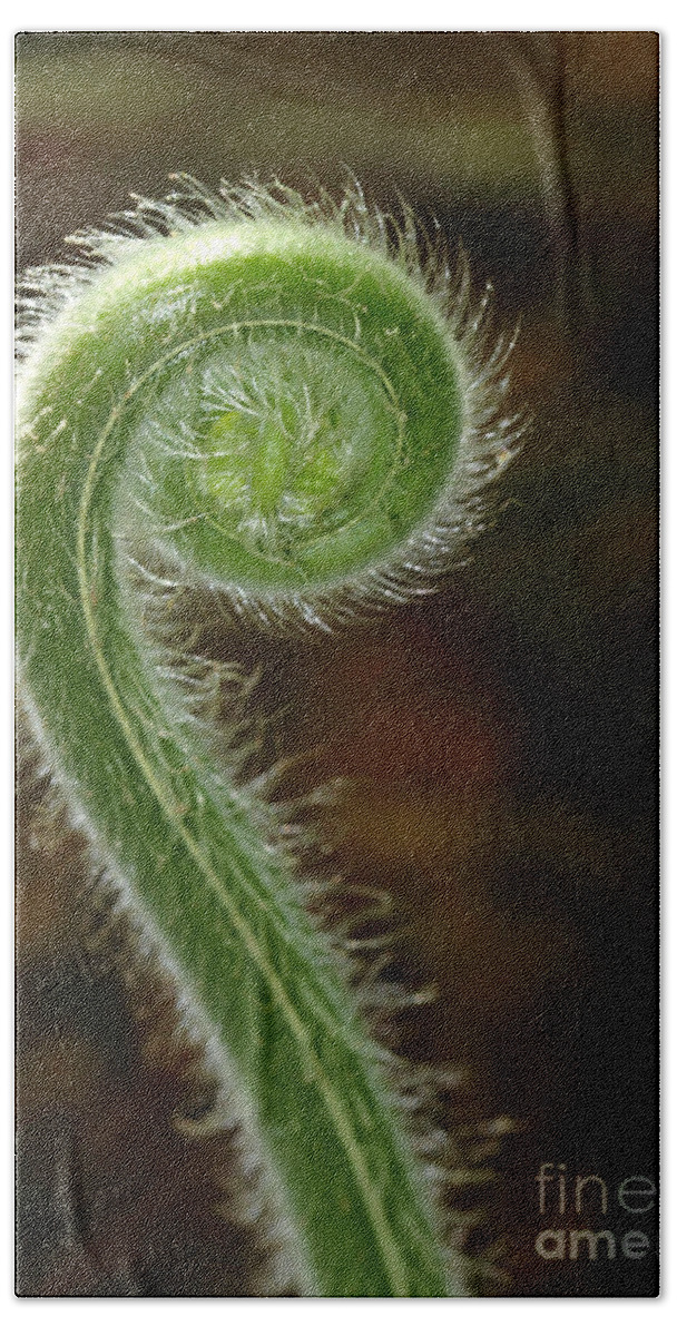 Landscape Hand Towel featuring the photograph Fiddlehead Fern Curl by Sabrina L Ryan
