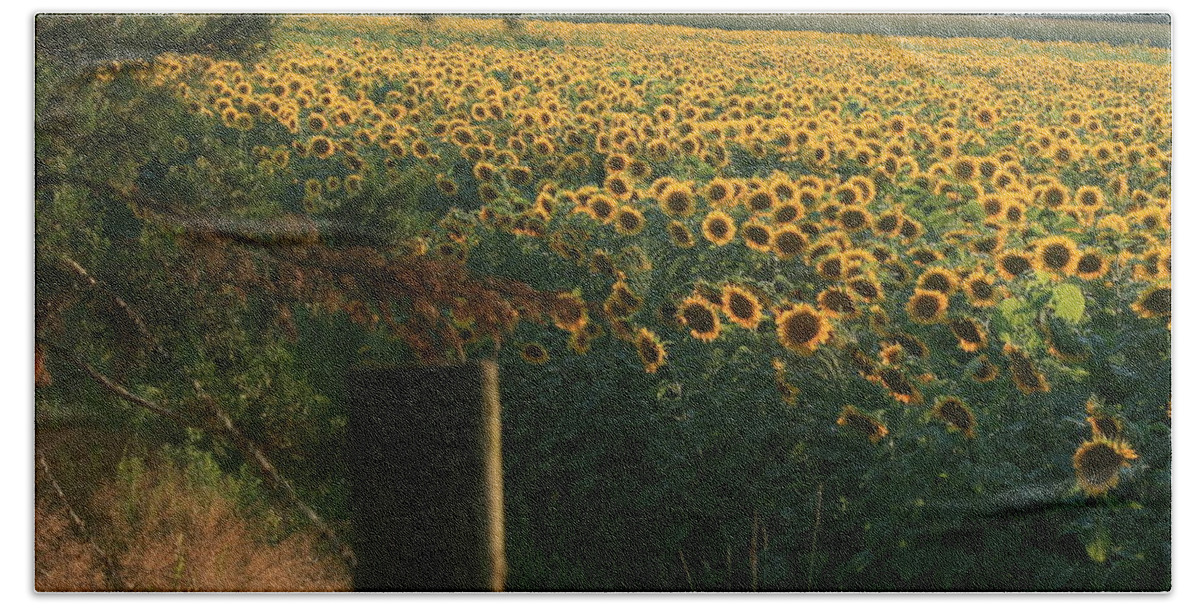 Sunflower Art Bath Towel featuring the photograph Field Dreams No.2 by Neal Eslinger