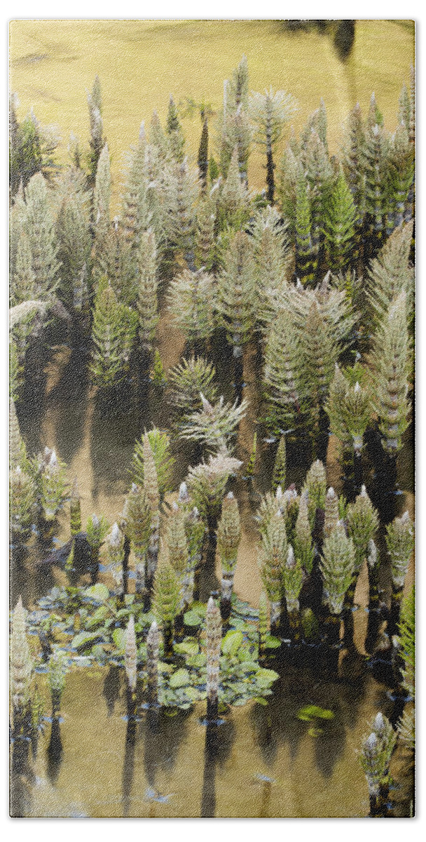 Feb0514 Bath Towel featuring the photograph Field Horsetails Emerging Washington by Kevin Schafer