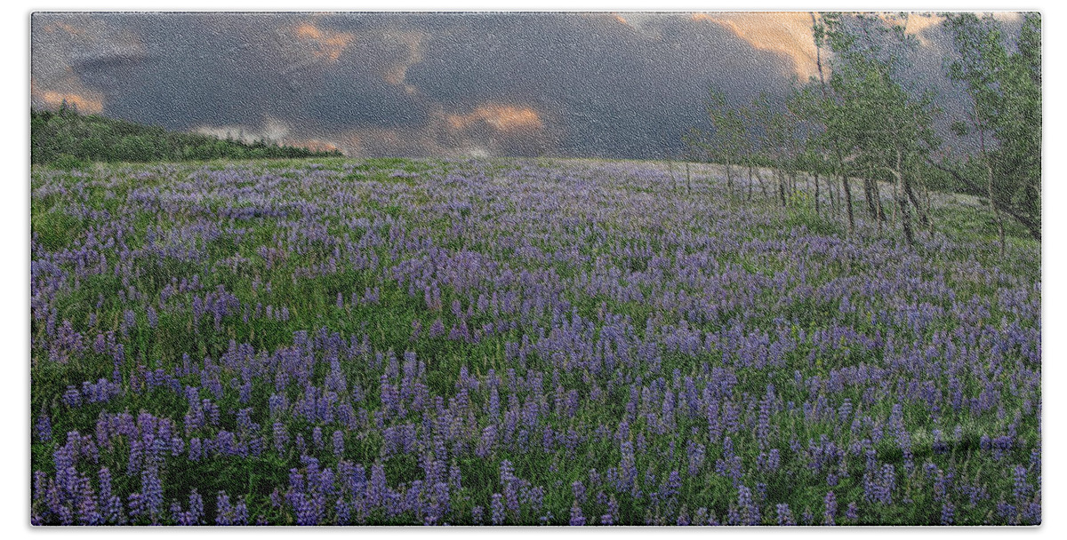 Landscape Bath Towel featuring the photograph Field of Lupine by Ed Hall