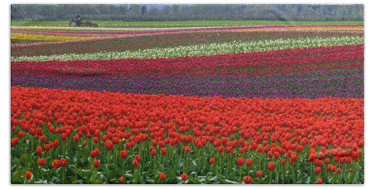 Field Of Tulips Bath Towel featuring the photograph Field of Tulips by Jordan Blackstone