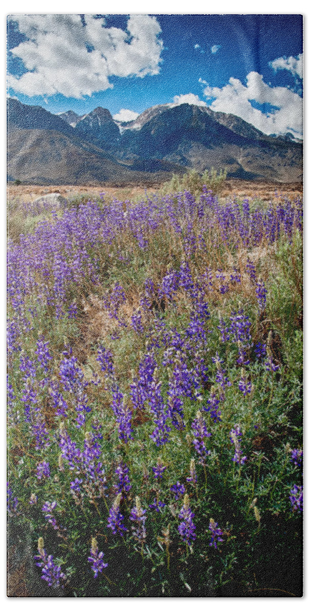 Flowers Hand Towel featuring the photograph Fields of Lupine by Cat Connor