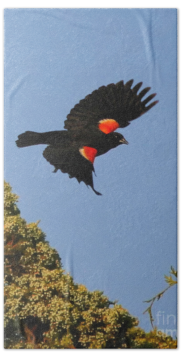 Blackbirds Hand Towel featuring the photograph Final Approach by Geoff Crego