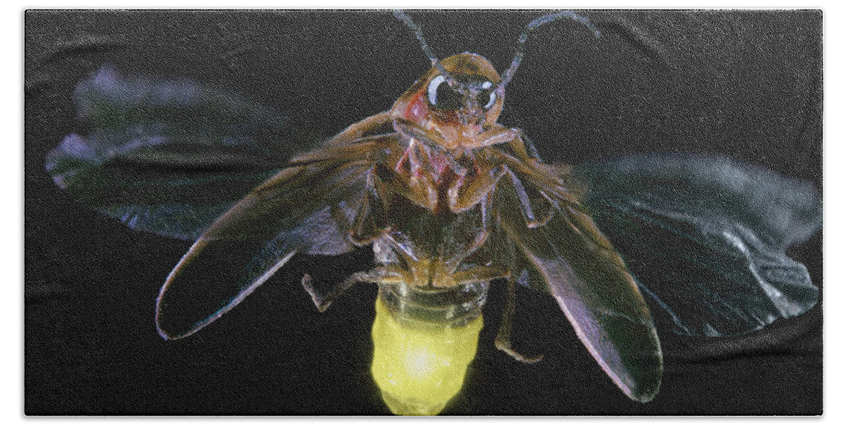 Horizontal Bath Towel featuring the photograph Firefly by Darwin Dale
