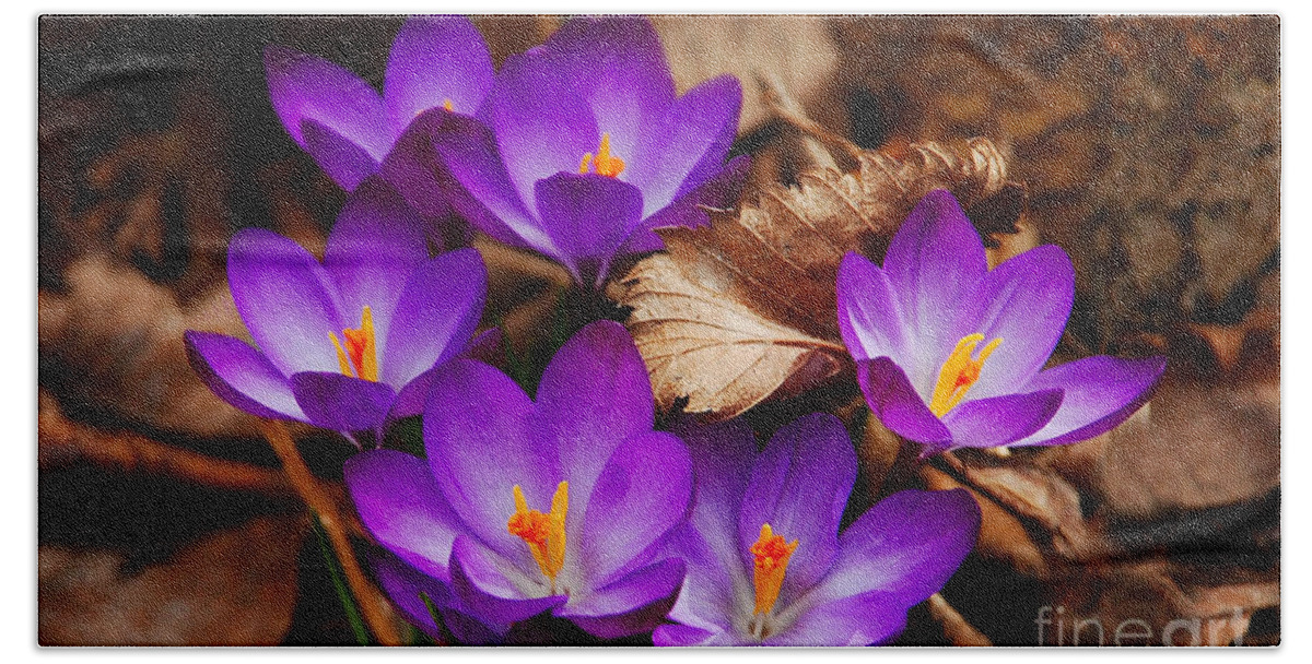 Flower Bath Towel featuring the photograph First Signs of Spring..... Crocus by Elaine Manley
