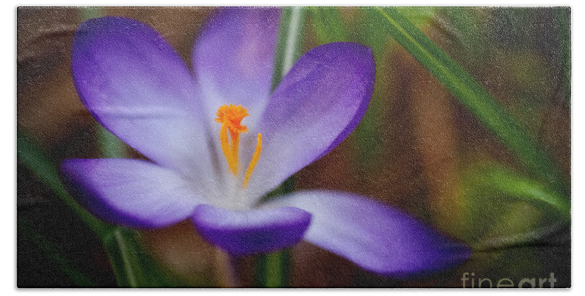 Beauty In Nature Bath Towel featuring the photograph First Spring Crocus by Venetta Archer