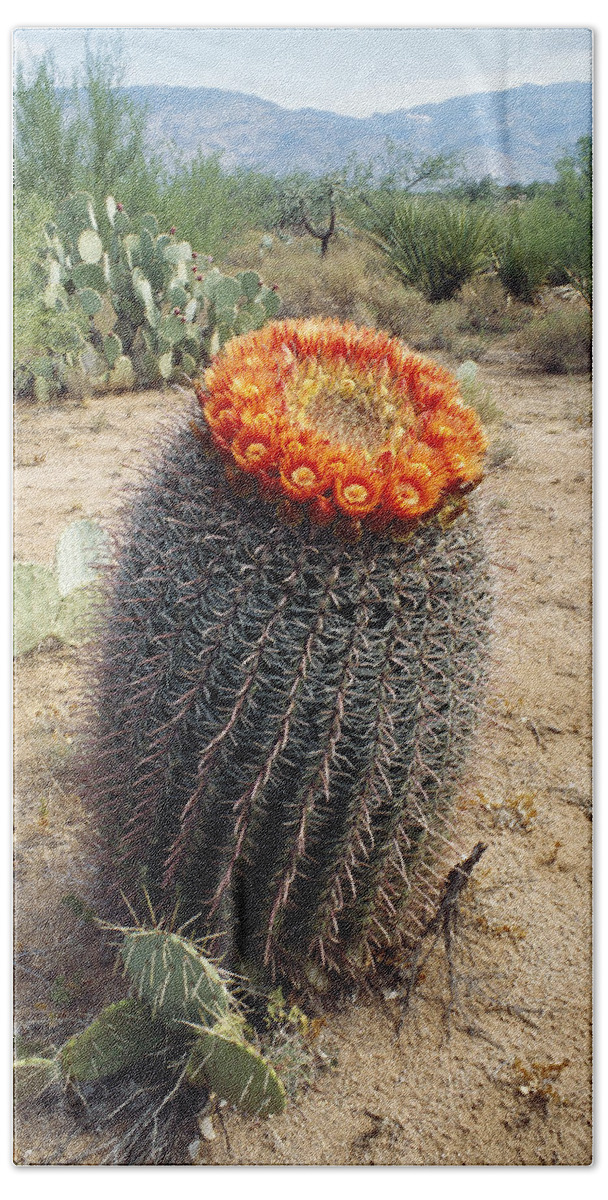 Fishhook Barrel Cactus Bath Towel by Gerald C. Kelley - Science Source  Prints - Website