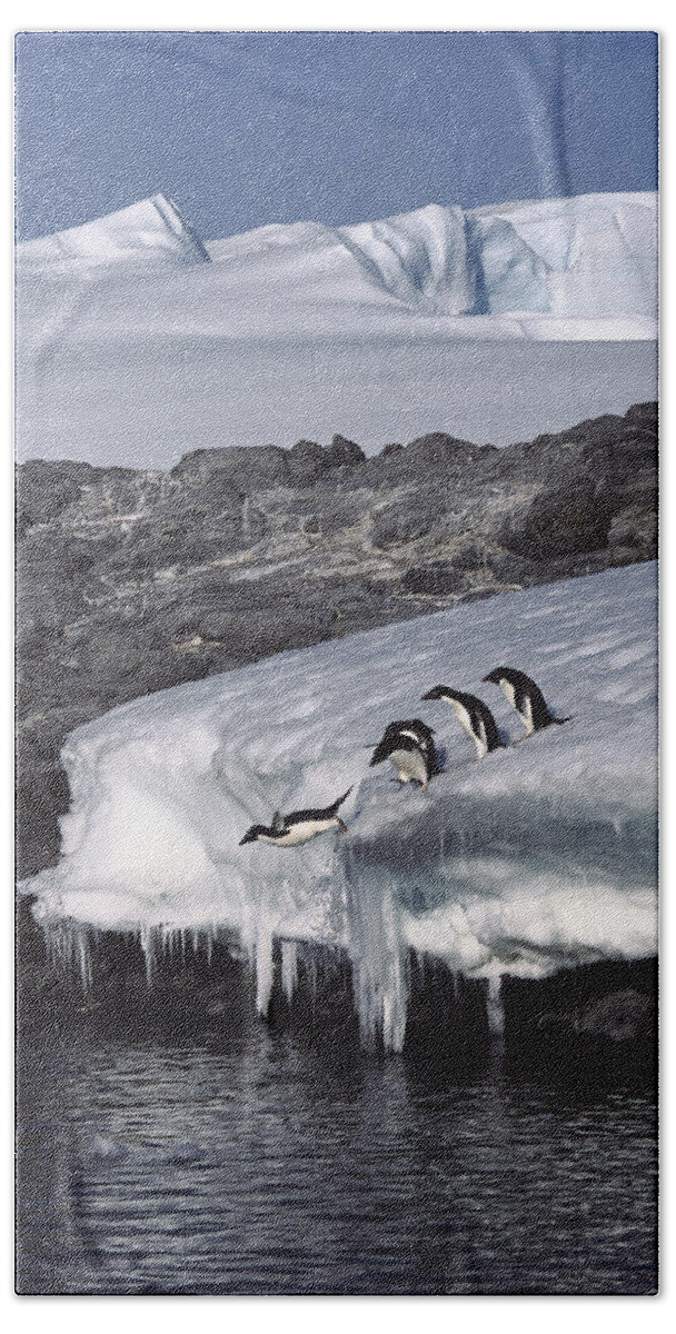 Feb0514 Hand Towel featuring the photograph Five Adelie Penguins Diving Antarctica by Colin Monteath