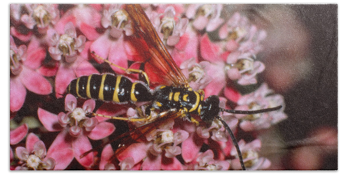 5-banded Bath Towel featuring the photograph Five-bandid Tiphiid Wasp by Harry Rogers