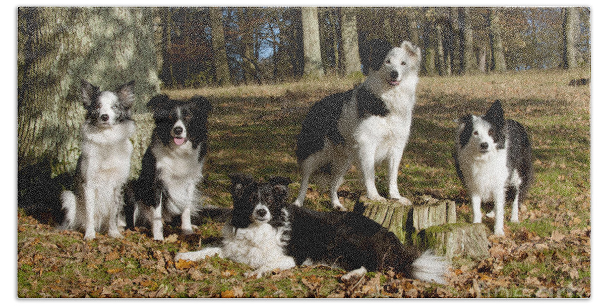 Dog Bath Towel featuring the photograph Five Border Collies by John Daniels