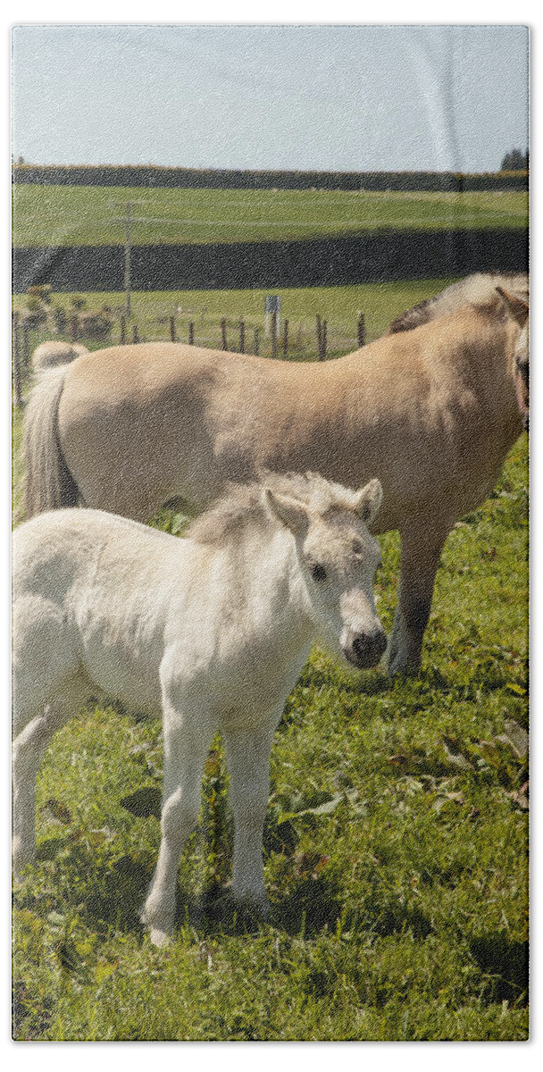 Feb0514 Bath Towel featuring the photograph Fjord Horse Mare And Foal New Zealand by Colin Monteath