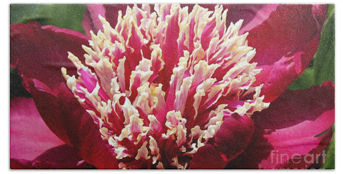 Red Bath Towel featuring the photograph Flaming Peony by Lilliana Mendez