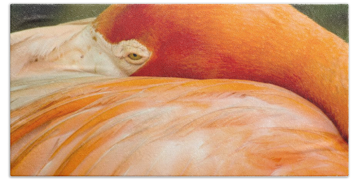 Flamingo Hand Towel featuring the photograph Flamingo Napping by Sabrina L Ryan