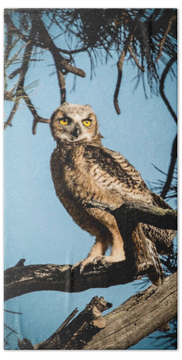 Bubo Virginianus Hand Towel featuring the photograph Fledgling Owlet by Dawn Key