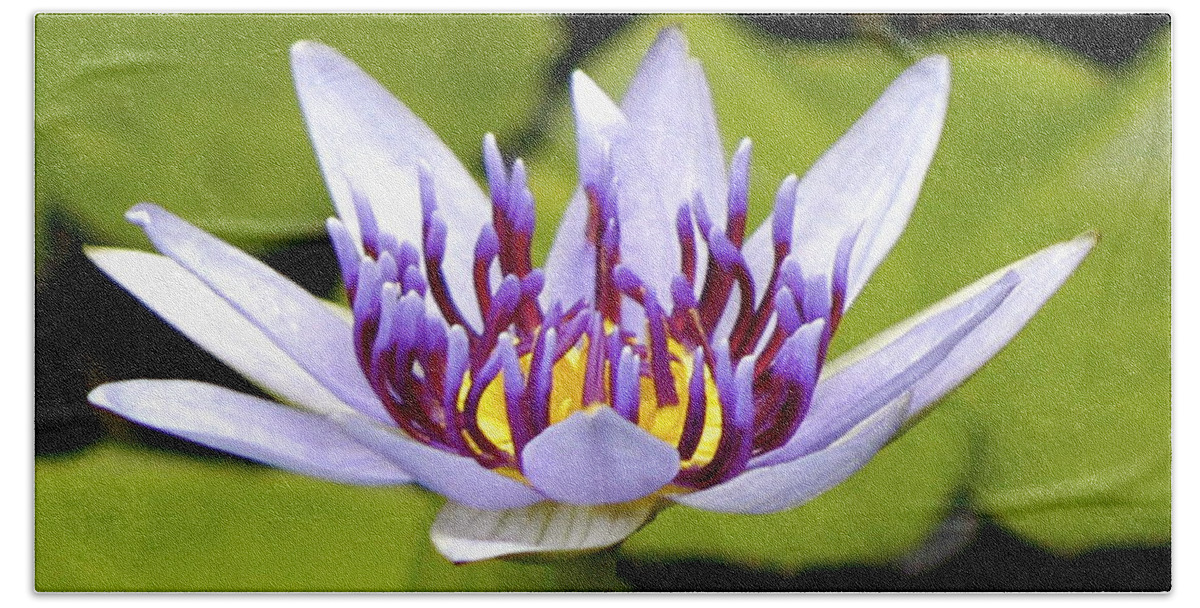 Hawaii Hand Towel featuring the photograph Floating purple waterlily by Lehua Pekelo-Stearns