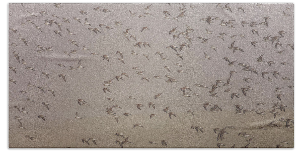 Tofino Bath Towel featuring the photograph Flock Of Plovers by Christopher Kimmel