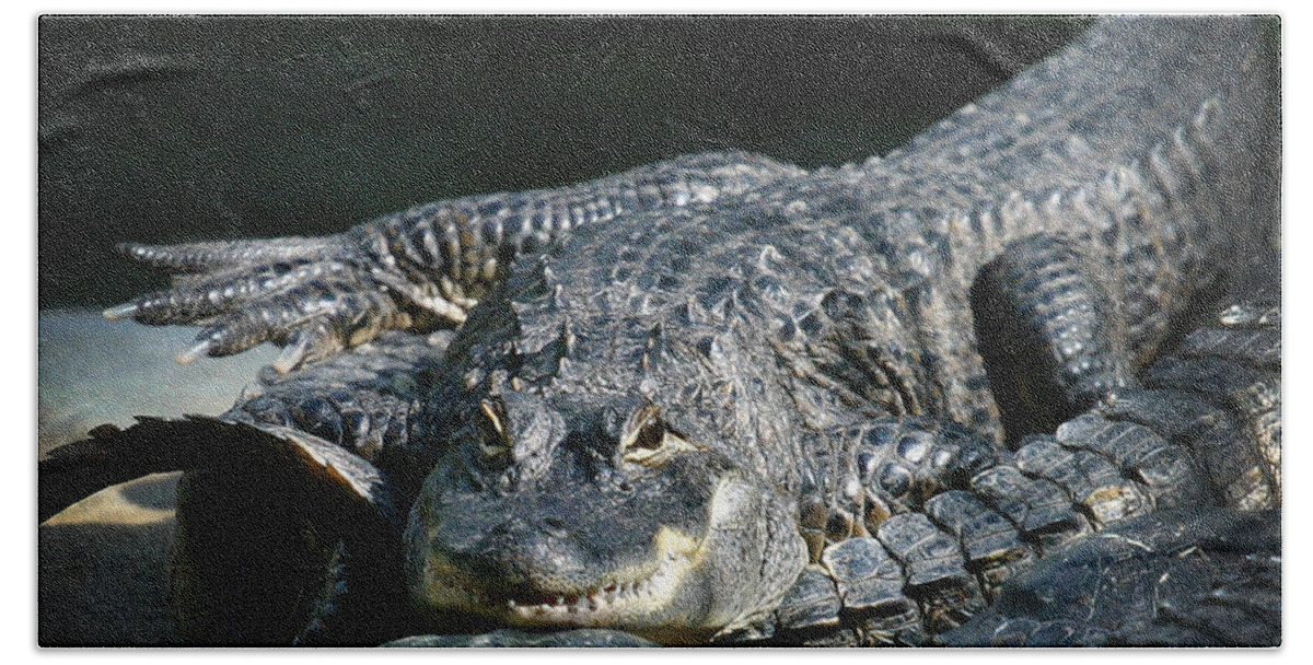 Florida Bath Towel featuring the photograph Florida Gator by Anthony Jones