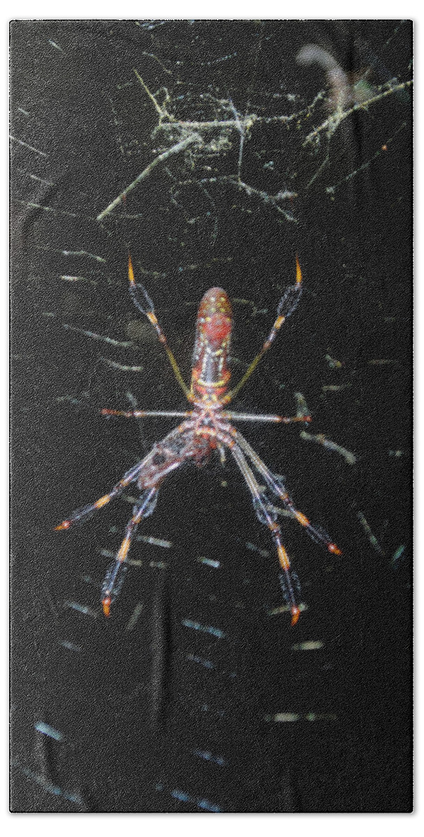 Araneae Hand Towel featuring the photograph Insect Me Closely by George D Gordon III