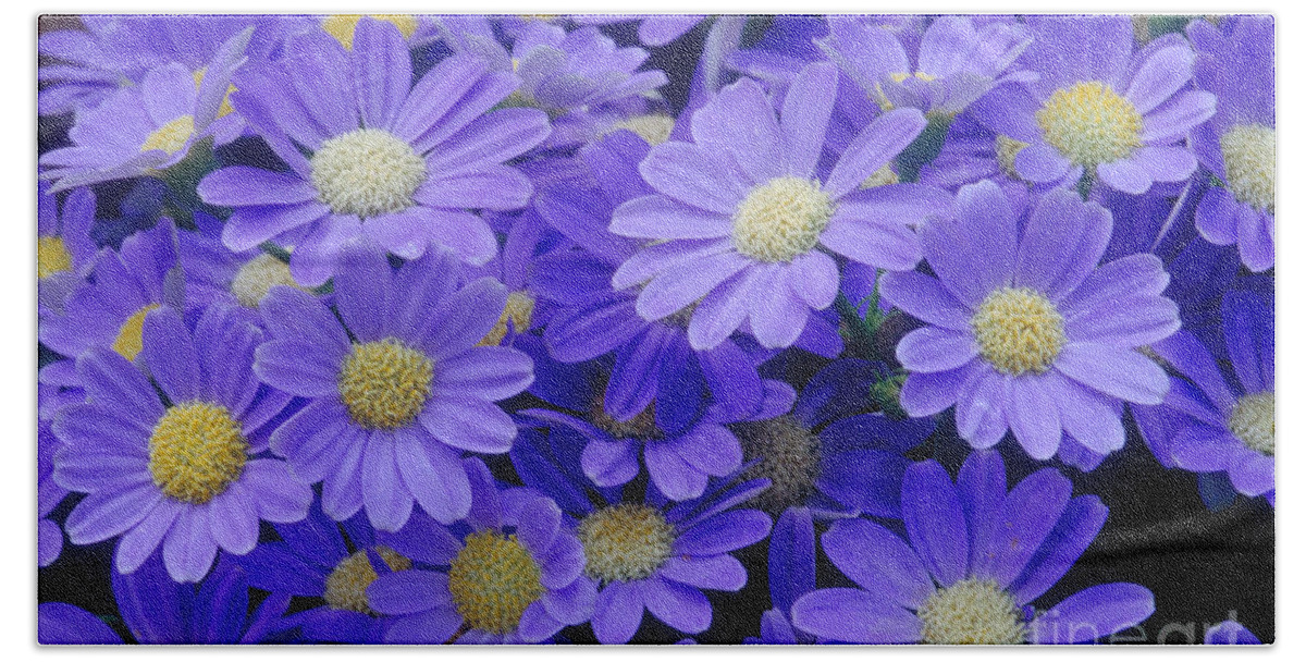 Cineraria Hybrid Bath Towel featuring the photograph Florists Cineraria Hybrid by Geoff Bryant