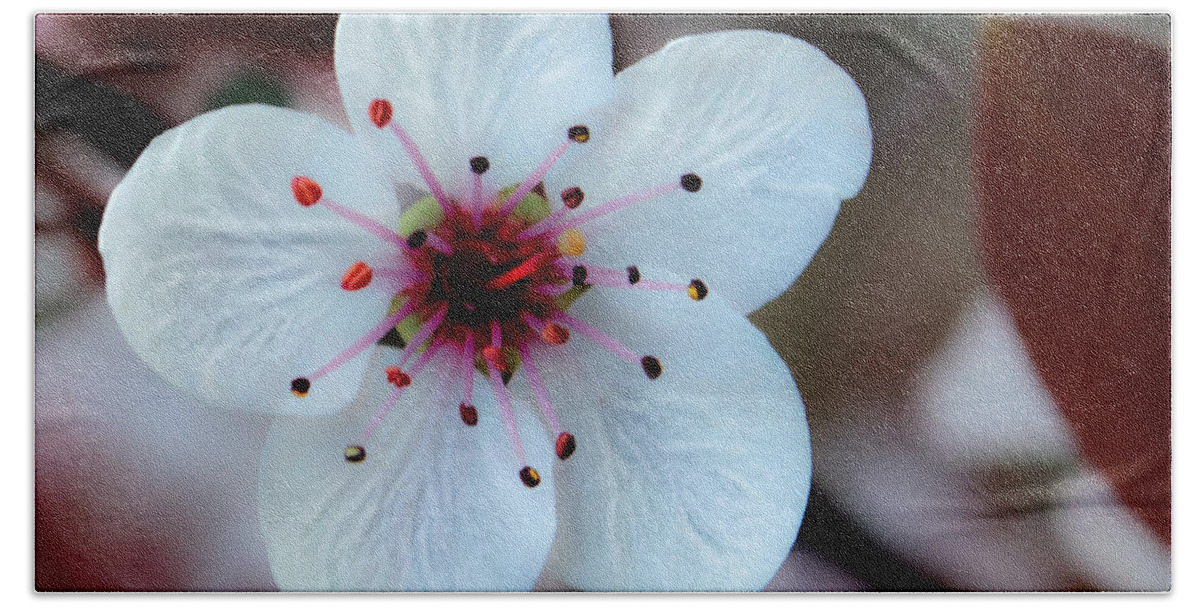 Flower Bath Towel featuring the photograph Flowering Plum by Michael Arend