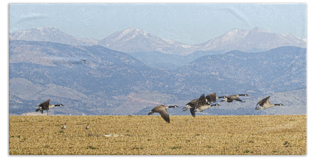 Cackling Goose Bath Towel featuring the photograph Flying Canadian Geese Rocky Mountains Panorama 2 by James BO Insogna