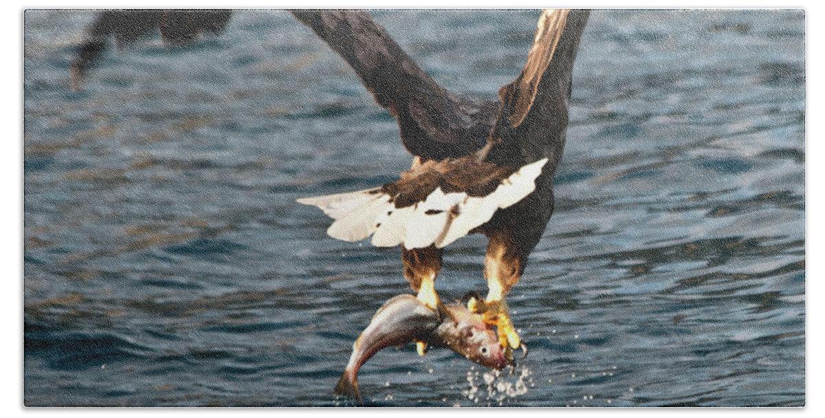 White_tailed Eagle Bath Towel featuring the photograph Flying European Sea Eagle 3 by Heiko Koehrer-Wagner