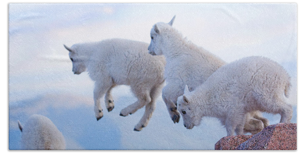 Mountain Goats; Posing; Group Photo; Baby Goat; Nature; Colorado; Crowd; Baby Goat; Mountain Goat Baby; Happy; Joy; Nature; Brothers Bath Towel featuring the photograph Follow the Leader by Jim Garrison