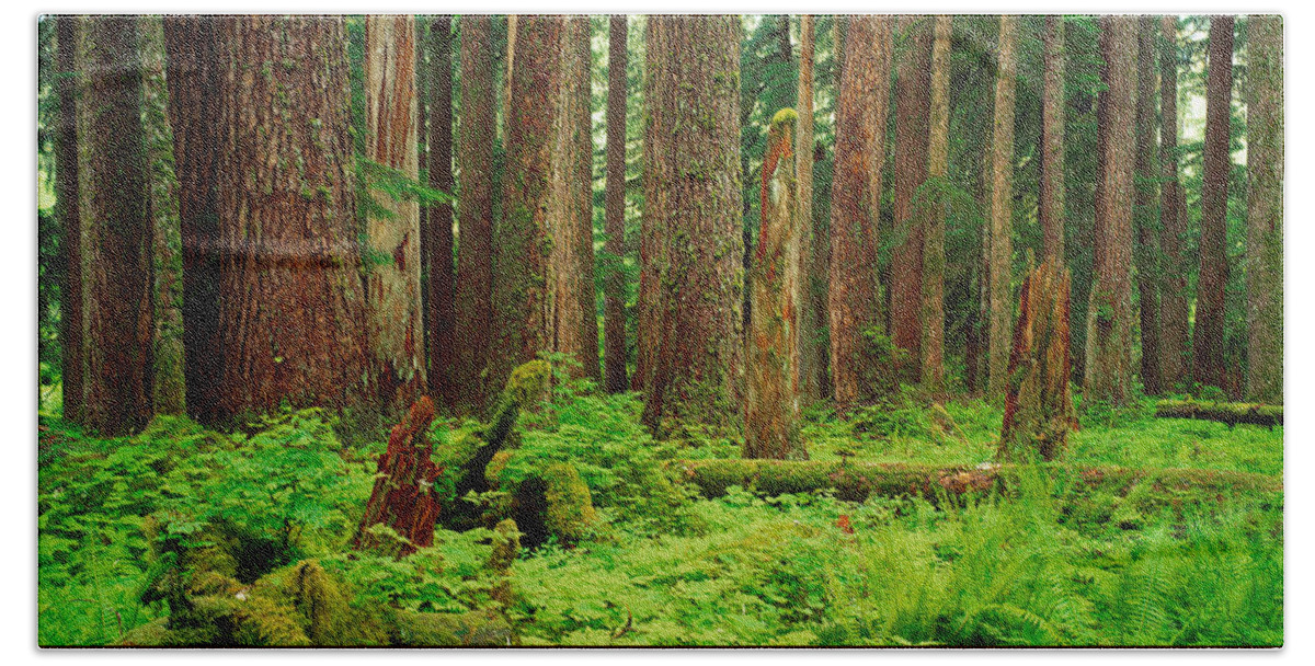 Photography Bath Towel featuring the photograph Forest Floor Olympic National Park Wa by Panoramic Images
