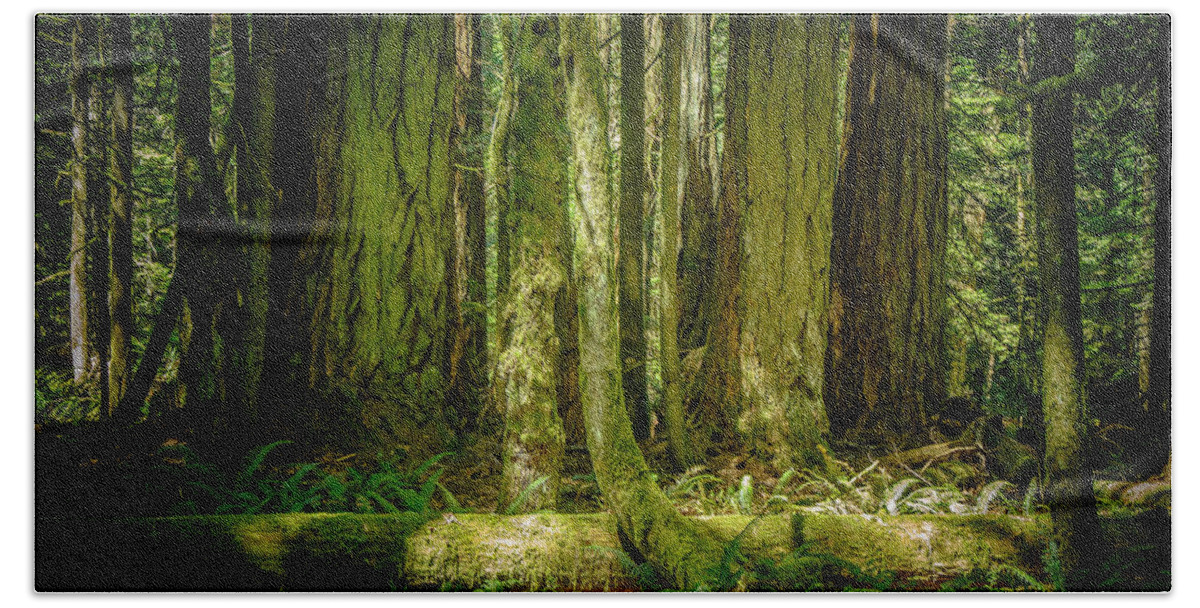 Old Growth Forest Hand Towel featuring the photograph The Spirit of Forest Cathedral Grove by Roxy Hurtubise