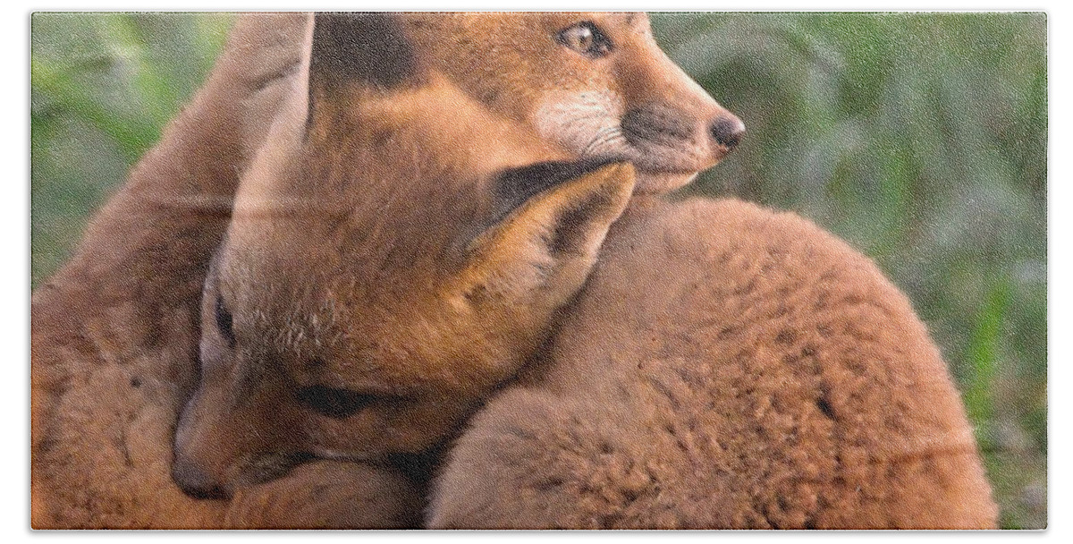 Fox Hand Towel featuring the photograph Fox Cubs Cuddle by William Jobes