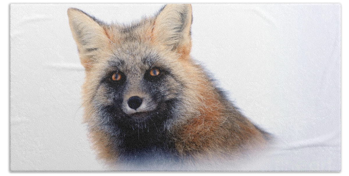 Red Fox Bath Towel featuring the photograph Fox in snow by Deby Dixon