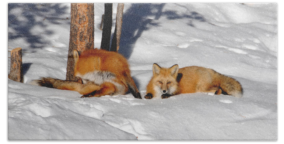 Red Fox Bath Towel featuring the photograph Foxty Couple 5 by Matt Swinden