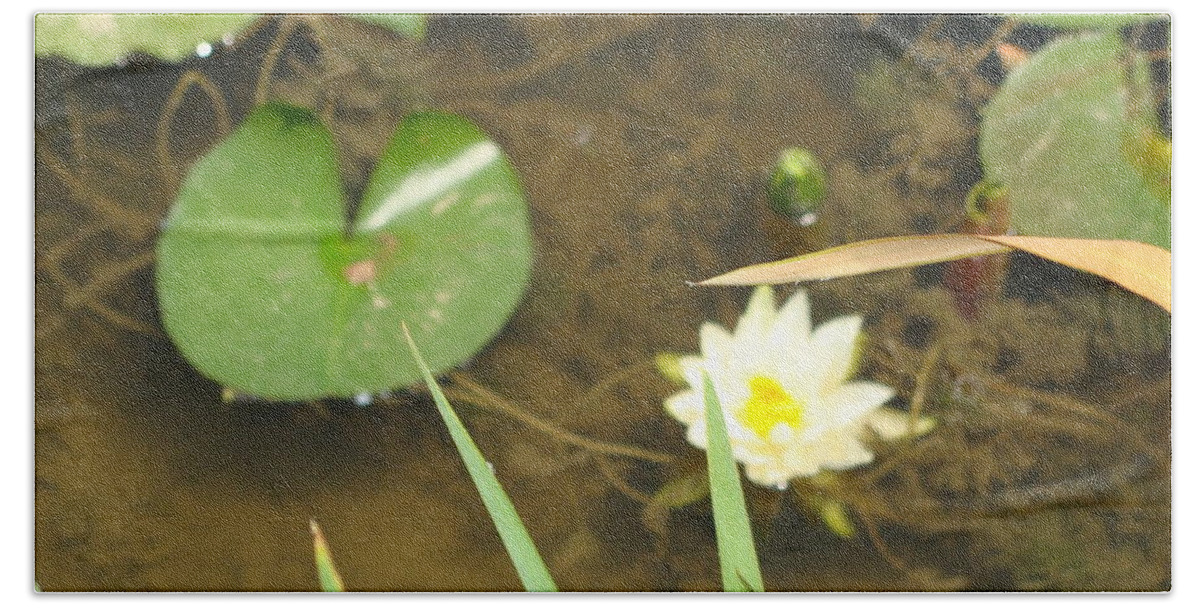 White Waterlily Bath Towel featuring the photograph Fragrant Waterlily by Anthony Seeker
