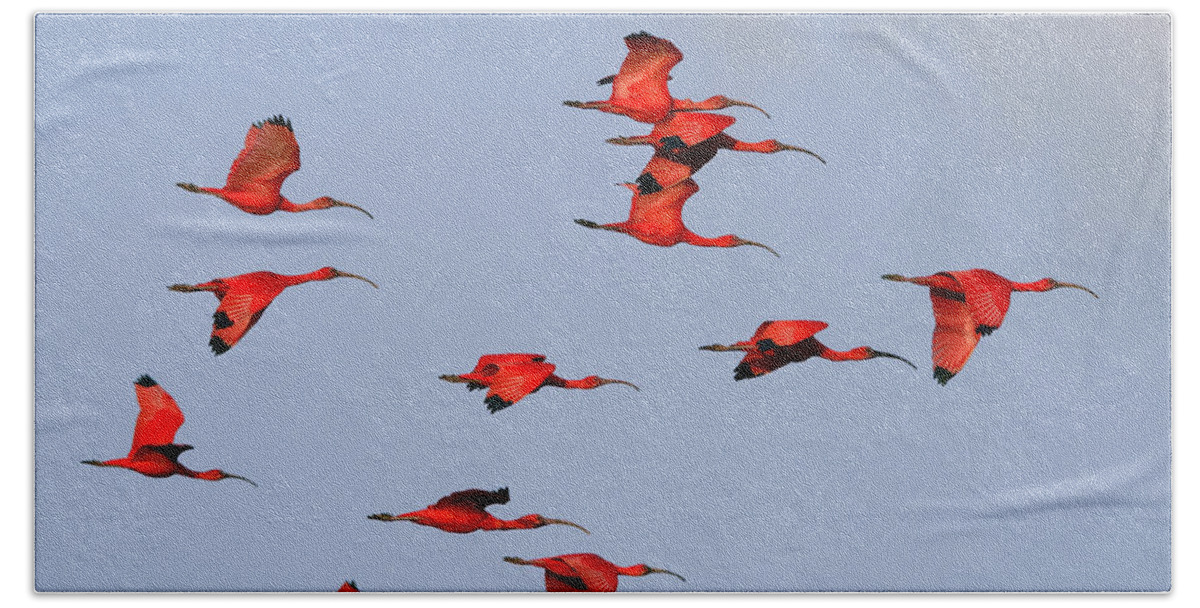 Scarlet Ibis Bath Sheet featuring the photograph Frankly Scarlet by Tony Beck