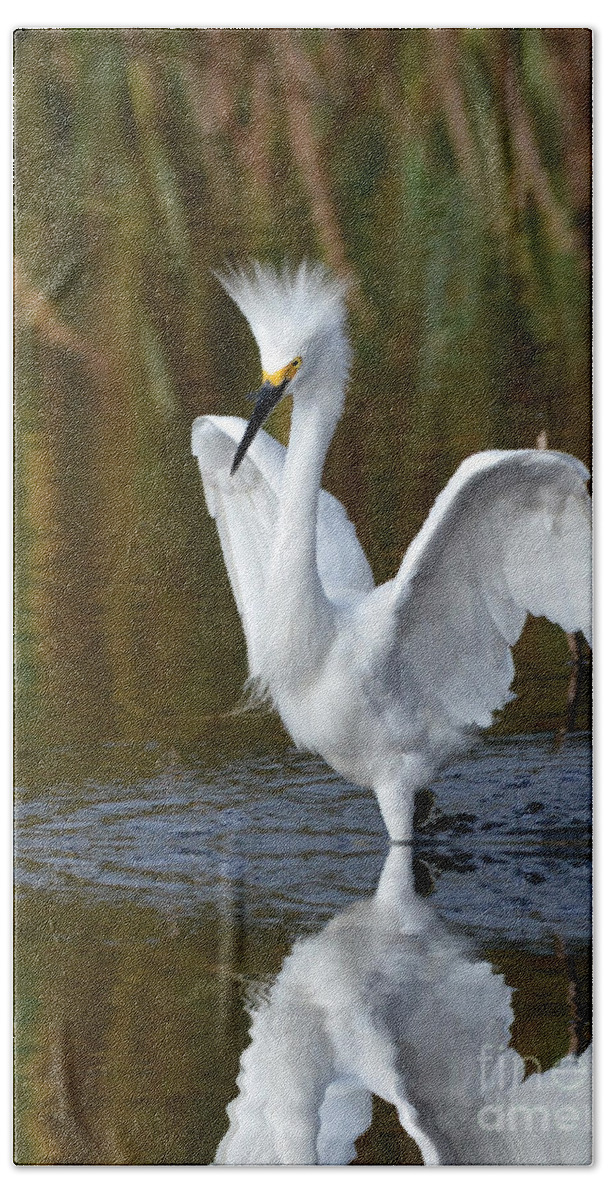 Egrets Bath Towel featuring the photograph Frazzled by Kathy Baccari