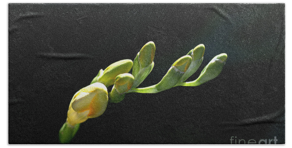 Iridaceae Bath Towel featuring the photograph Freesia Fingers by Joy Watson