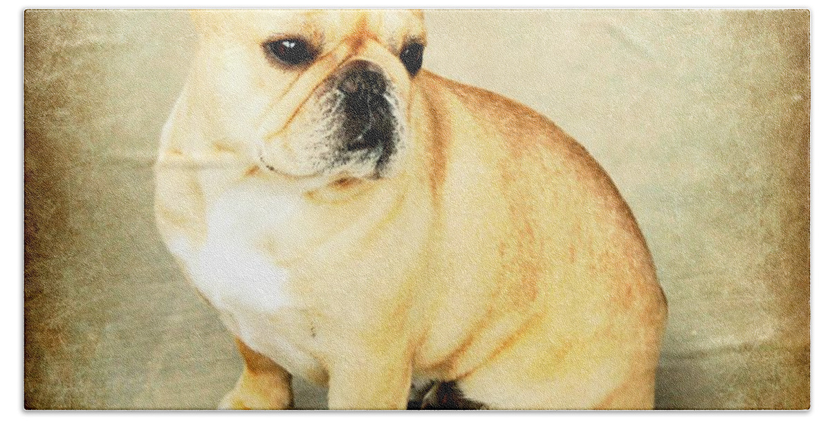 French Bath Towel featuring the photograph French Bulldog Antique by Barbara Chichester