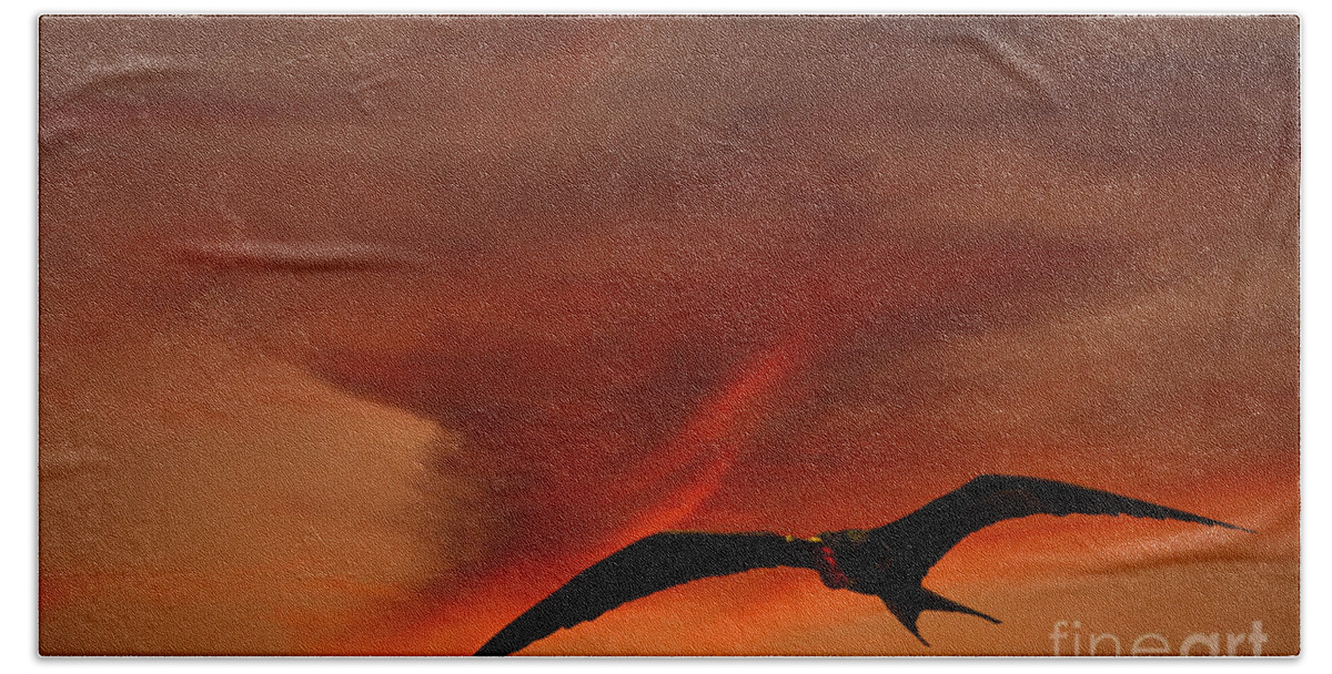 Animal Bath Towel featuring the photograph Frigate Bird by Ron Sanford