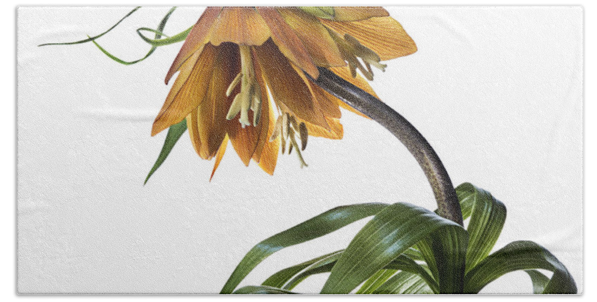 Flower Bath Towel featuring the photograph Fritillaria Imperialis by Endre Balogh