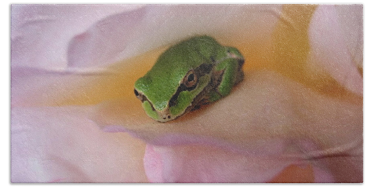 Chorus Frog Bath Towel featuring the photograph Frog and Rose photo 2 by Cheryl Hoyle