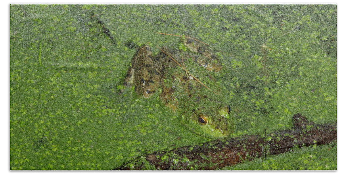  Anura Bath Towel featuring the photograph Froggie by Robert Nickologianis
