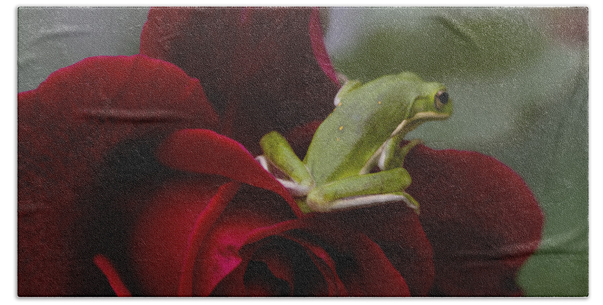 Hyla Cinerea Hand Towel featuring the photograph Frogs and Roses by Kathy Clark