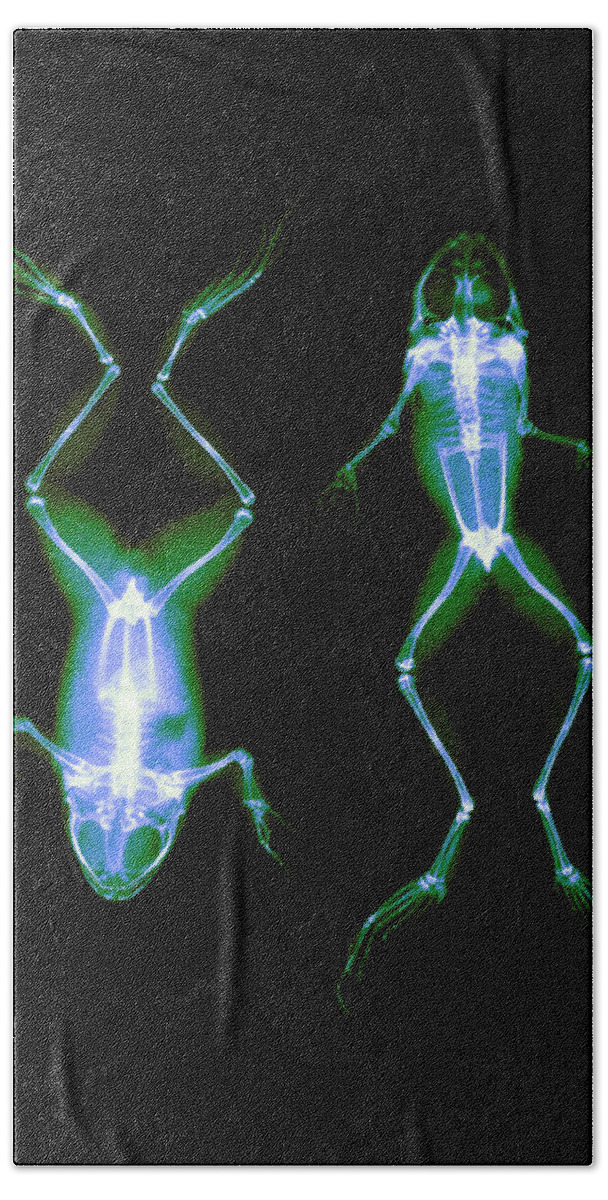 History Bath Towel featuring the photograph Frogs, X-ray, 1896 by Science Source