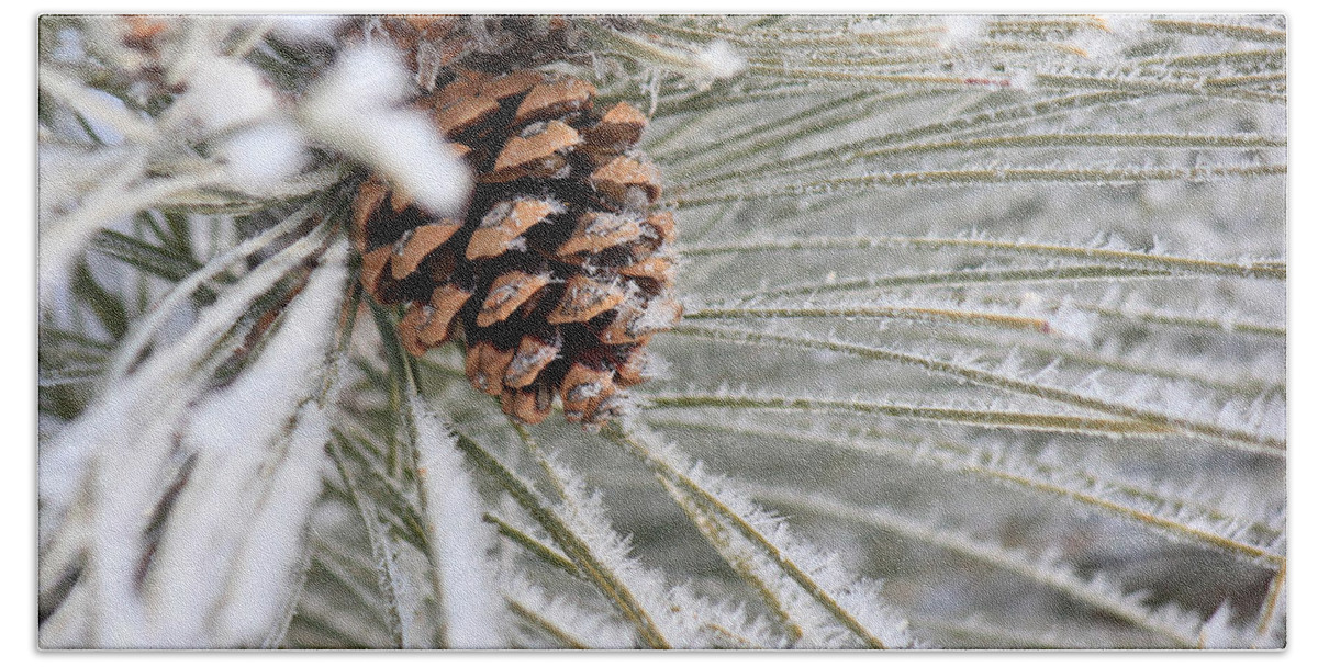 Pine Cone Bath Towel featuring the photograph Frosty Norway Pine by Penny Meyers