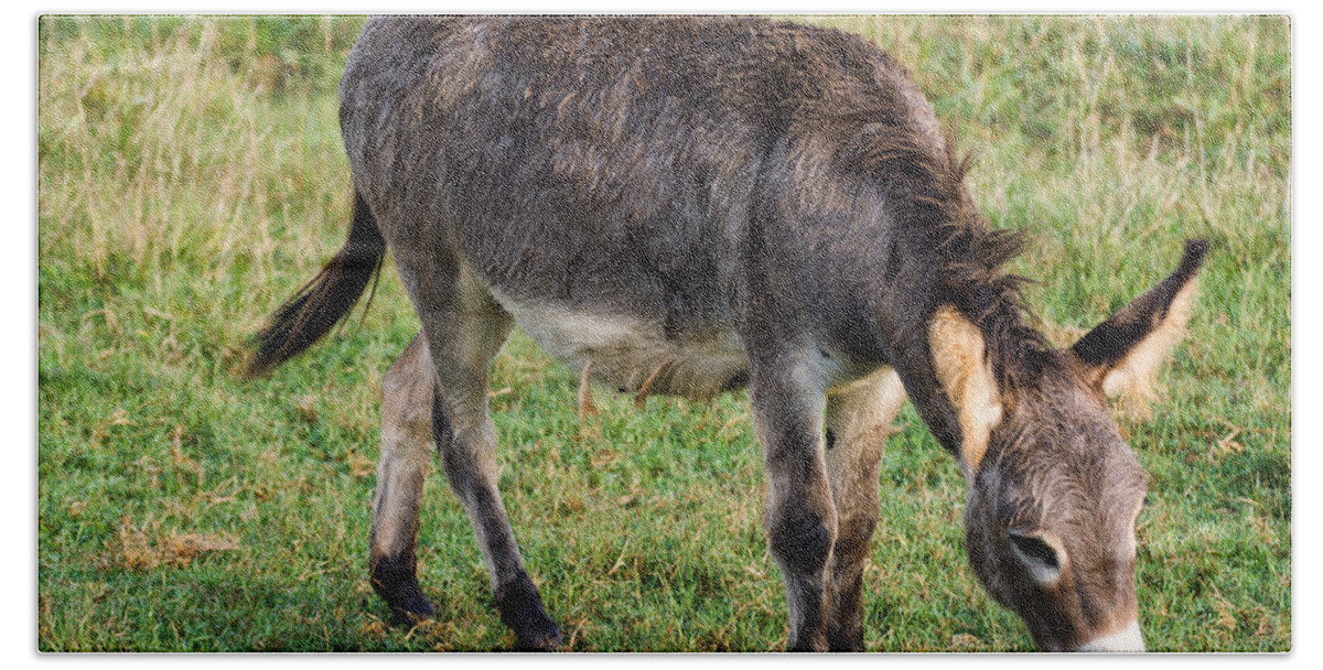 Donkey Bath Towel featuring the photograph Full grown donkey grazing by Flees Photos