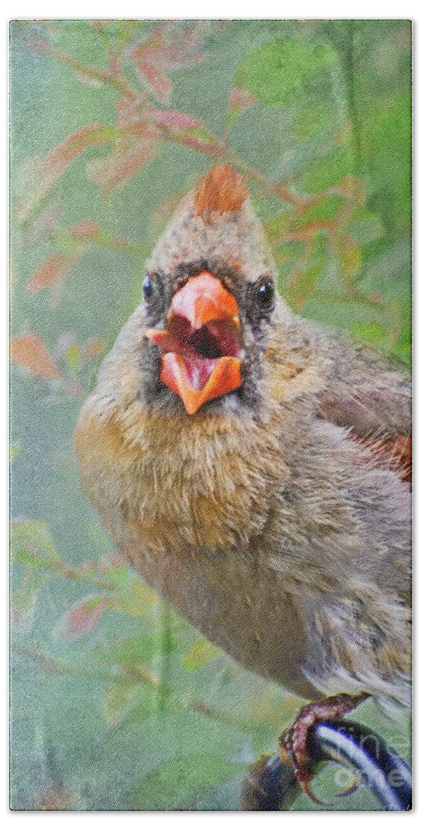 Cardinal Hand Towel featuring the photograph FUNNY - Female Cardinal Yawns with Tongue Out Sidways by Debbie Portwood