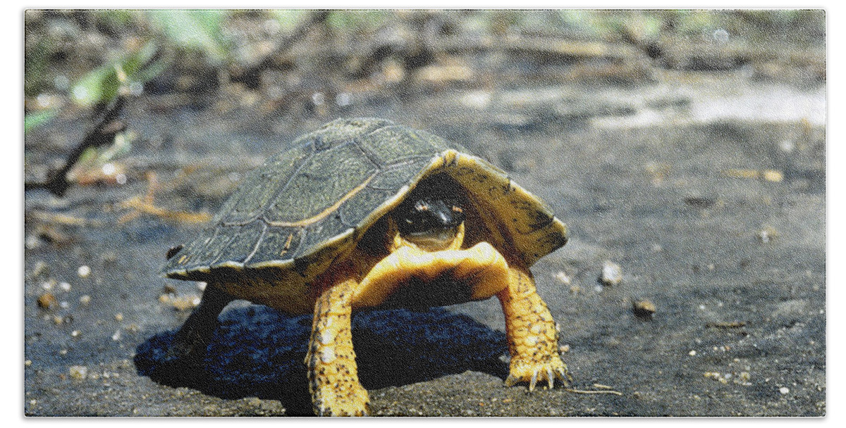 Animal Bath Towel featuring the photograph Furrowed Wood Turtle by J. Gerard Sidaner